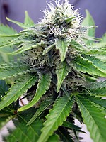 Critical Jack Feminised Seeds - BULK x 100