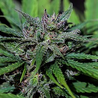 Tangie Féminisée Semences - BULK x 100