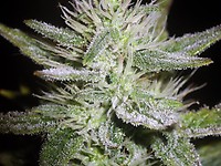 White Widow XL Auto Féminisée Semences - BULK x 100