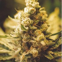 Lemon Kush Féminisée Semences - BULK x 100