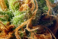 Cream Mandarine Auto Feminised Seeds - BULK x 100