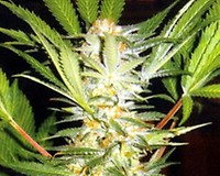 White Domina Feminised Seeds