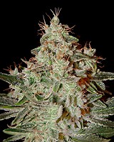 Lemon Skunk Féminisée Graines