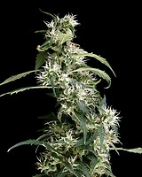 Arjan's Ultra Haze #2 Féminisée Graines