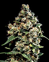 Jack Herer Féminisée Semences