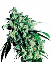 Super Skunk Féminisée Graines