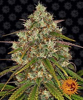 Liberty Haze Feminised Seeds