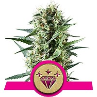 Special Kush #1 Féminisée Graines