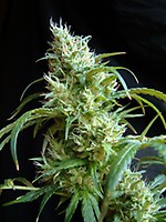 Flash Back #2 Feminised Seeds