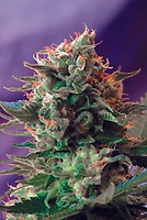 Jack 47 Feminised Seeds