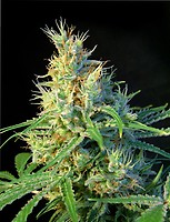Psicodelicia Feminised Seeds