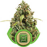 Diesel Auto Feminised Seeds