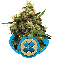Painkiller XL CBD Féminisée Graines