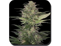 Red Dwarf Auto Feminised Seeds