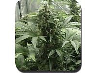 White Dwarf Auto Feminised Seeds