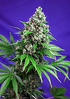 Killer Kush F1 Fast Feminised Seeds