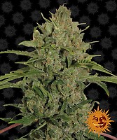 Triple Cheese Feminised Seeds