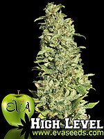 High Level Feminised Seeds