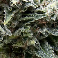 New York City Auto Feminised Seeds