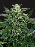 Triple A (AAA) Auto Feminised Seeds