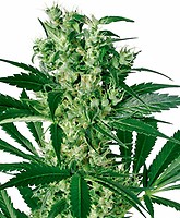 X - Haze Feminised Seeds