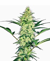 White Diesel Feminised Seeds