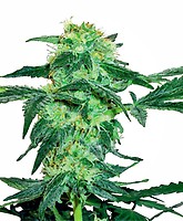 White Ice Feminised Seeds