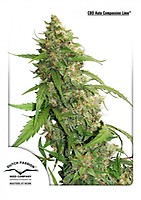 Compassion Lime CBD Auto Féminisée Semences