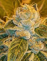 Sour Ripper Feminised Seeds
