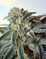 Zombie Kush Féminisée Graines