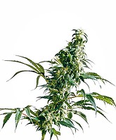 Mexican Sativa Féminisée Graines