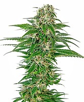 Early Skunk Auto Feminised Seeds