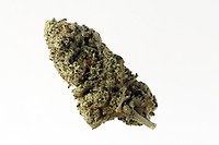 Green Magic Feminised Seeds