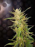 Malawi Gold Feminised Seeds