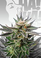Sativa Dream (LOL) Feminised Seeds