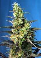 NYC Diesel CBD (formerly Ice Cool CBD) Feminised Seeds