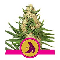 Fat Banana Féminisée Graines