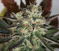 Devil's Mango Feminised Seeds