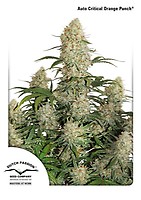 Critical Orange Punch Auto Féminisée Semences