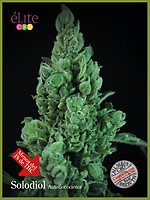 Solodiol CBD Auto Feminised Seeds