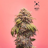 Creme de la Chem Auto Feminised Seeds
