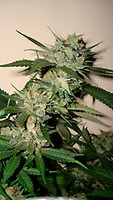 Sleestack x Skunk Régulier Graines
