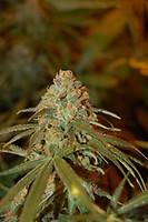 Lemon Skunk Feminised Seeds