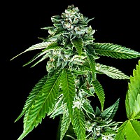 Sorbet Dreams Feminised Seeds (Sorbet Collection)