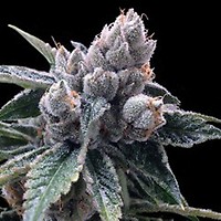 White Walker Kush Feminised Seeds