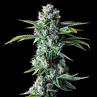 Skywalker Kush Féminisée Graines