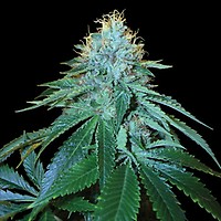 The OG #18 Feminised Seeds