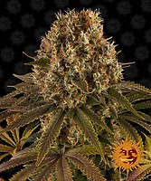 Strawberry Lemonade Feminised Seeds