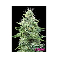 Gorilla Candy Feminised Seeds