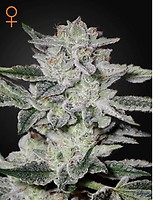 Sweet Valley Kush Feminised Seeds